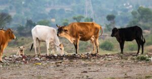 Gaudham Yojana for Stray cattle